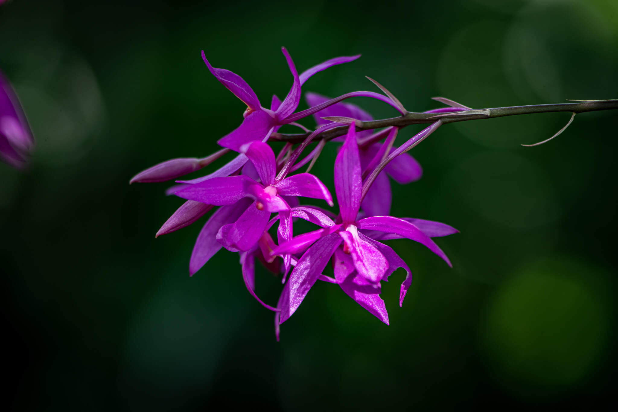 Barkeria skinneri